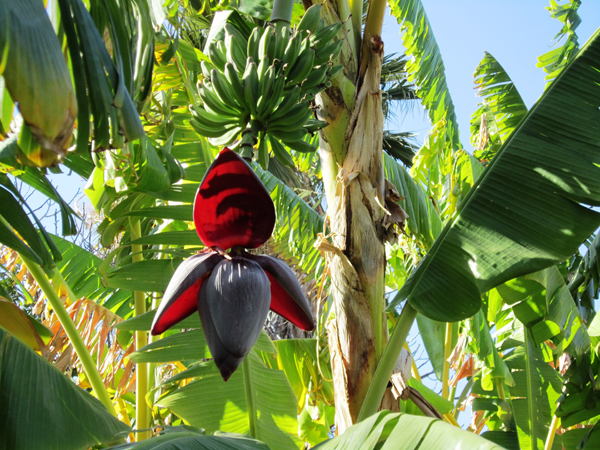 banana_tree