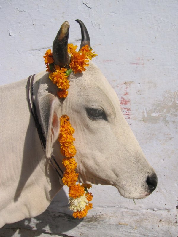 cow