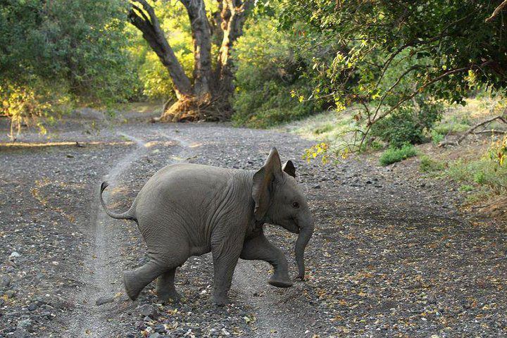 elephent