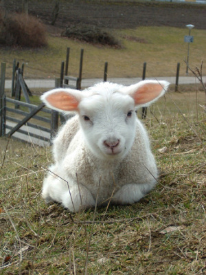 lamm