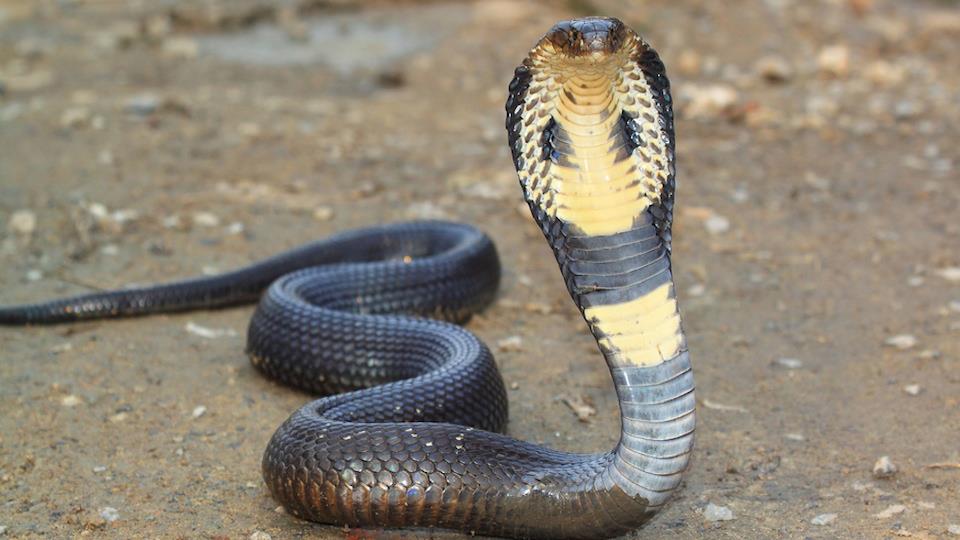 snake