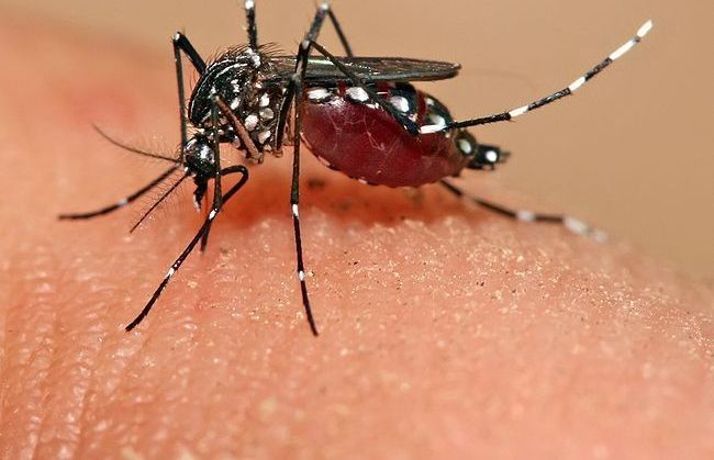 Aedes_aegypti_feeding