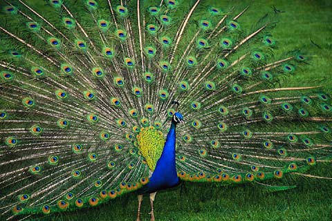Peacock