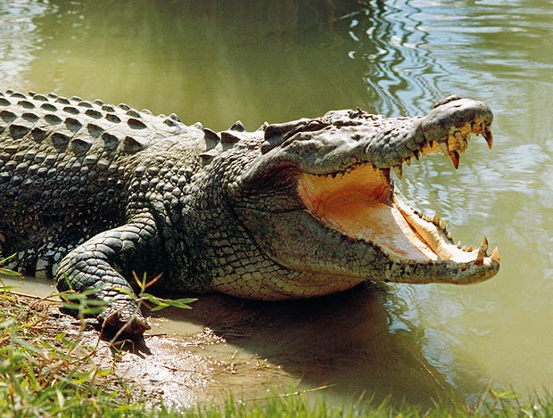 crocodil