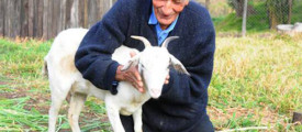 74-years-old-man-Goat