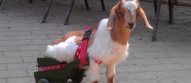 Goat
