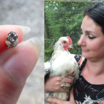 Rooster