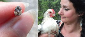 Rooster