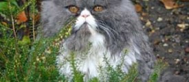 cat