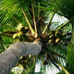 coconet-tree