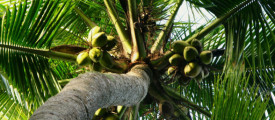 coconet-tree