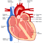 heart