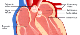 heart
