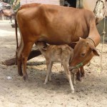 milk2