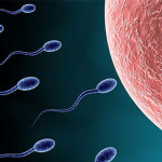 sperm