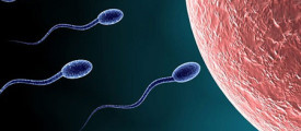 sperm