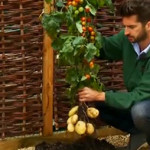 tomaten