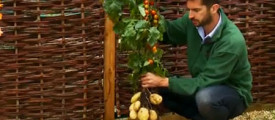 tomaten