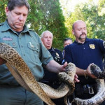 usa-snake