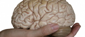 Brain