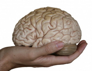 Brain