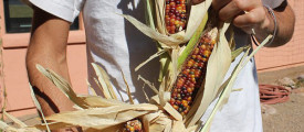 Corn