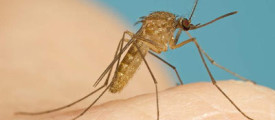 Mosquito