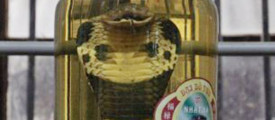Snake