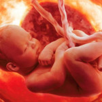 baby-heart