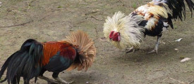 cock-fight
