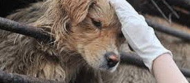 dog2
