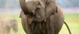 elefant4