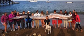 long-fish