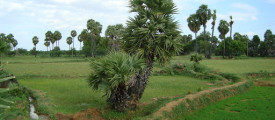 panai