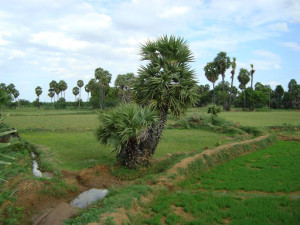 panai
