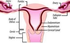 uterus