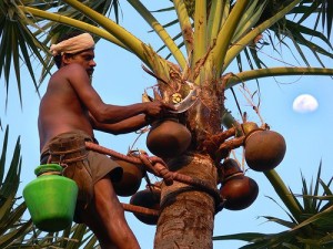 Tapping-Toddy