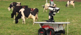 cow-robo