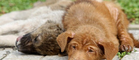 dog5
