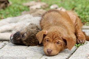dog5
