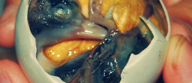 duck-egg