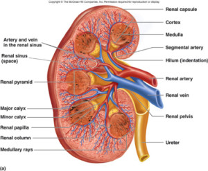 kidney