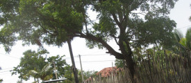 mullai2