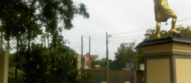 pandara