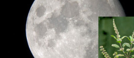 thulasi-moon