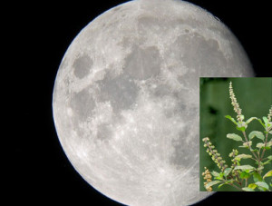 thulasi-moon