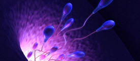 Sperm-Powered-Micro-Robots
