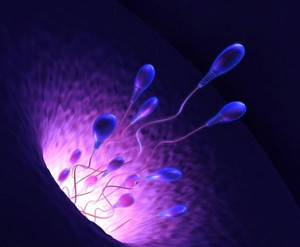 Sperm-Powered-Micro-Robots