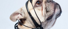 dog-headset