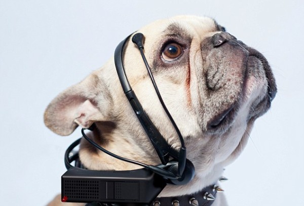 dog-headset